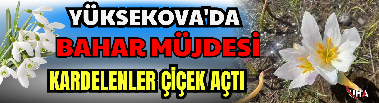 Yüksekova'da Bahar Müjdesi: Kardelenler Çiçek Açtı