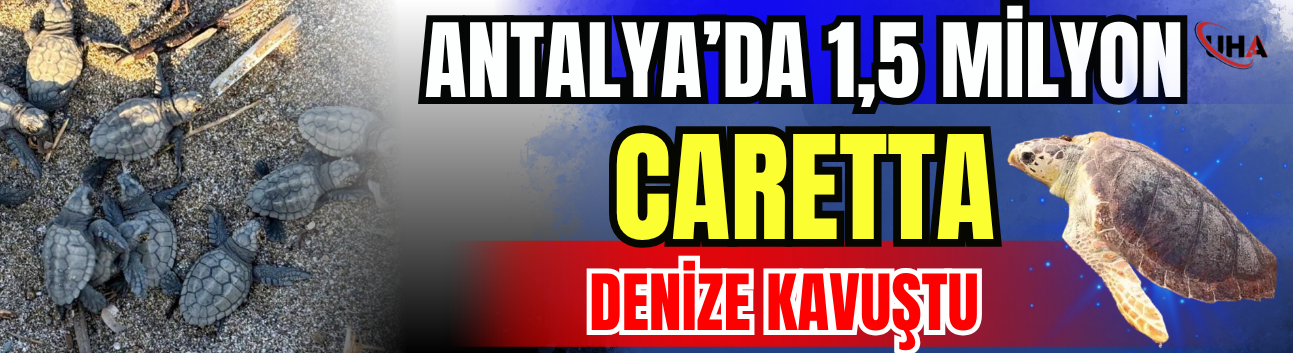 1,5 Milyon Caretta Denize Kavuştu