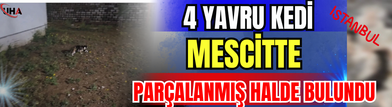 4 Yavru Kedi Mescitte Parçalanmış Halde Bulundu