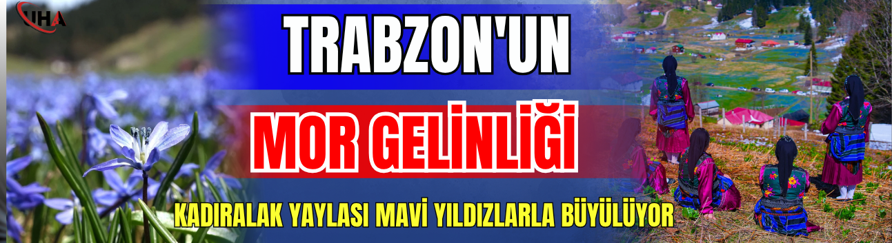 Trabzon'un "Mor Gelinliği": Kadıralak Yaylası Mavi Yıldızlarla Büyülüyor