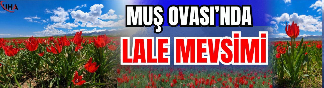 Anadolu’nun Kırmızı Gelinliği: Muş Ovası’nda Lale Mevsimi