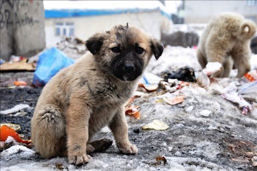 mama köpek