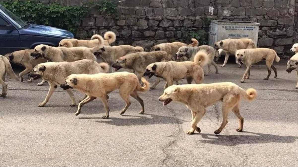 köpek sürüsü