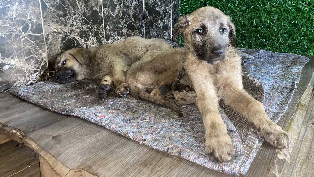 Erzurum'da Zifte Bulanan 10 Köpek Yavrusu Kars'taki Merkezde Temizlendi