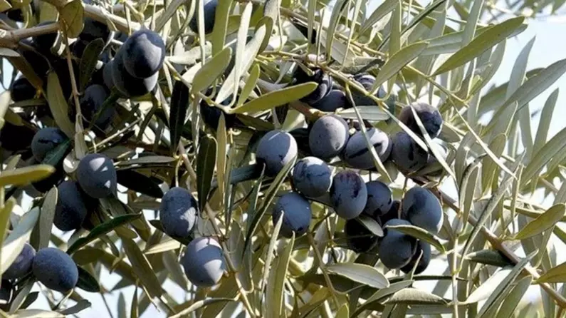Zeytin Ağaçlarındaki Çiçeklenme Yüksek Rekolte Için Üreticiyi Umutlandırdı