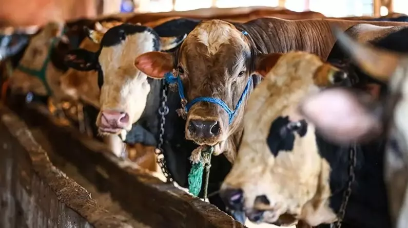 Kurbanlık Satışı Yapıldığı Tahmin Ediliyor