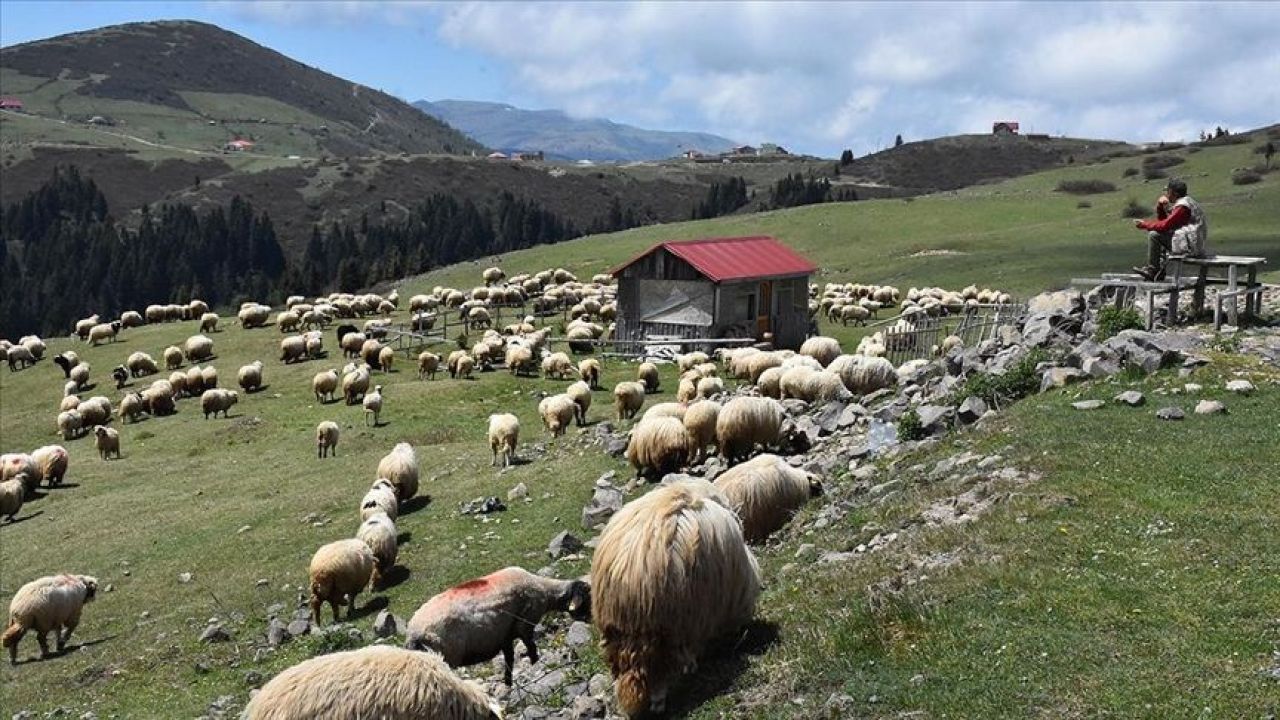 Turkiyede Coban Krizi Suruyor 150 Bin Coban Icin Bakanliklar Harekete Gecti 17262966434988 2