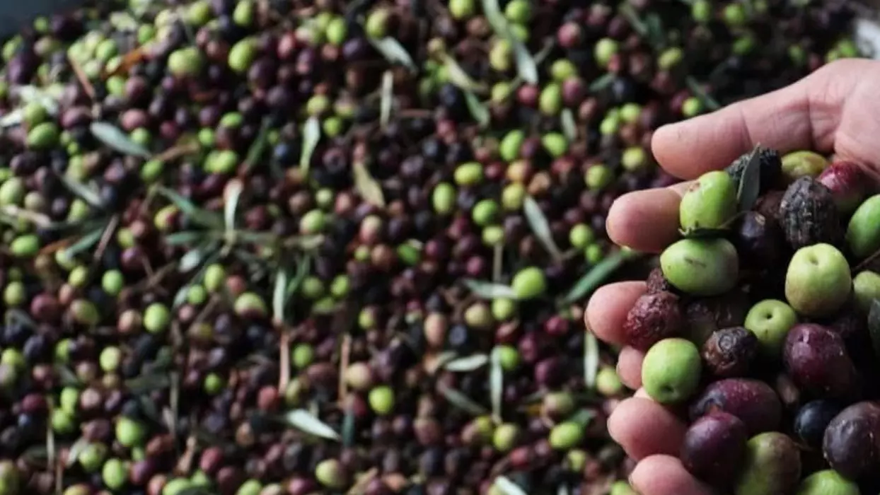 Geçen Yıl 60 Milyon Dolarlık Zeytin Ihraç Edildi