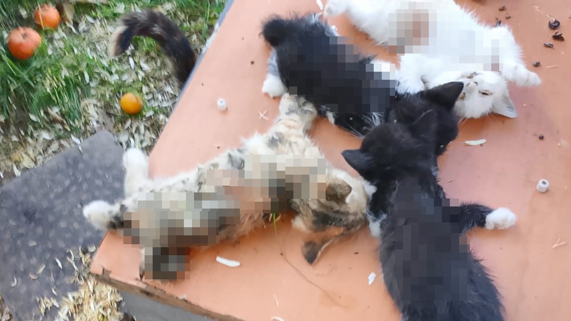 A P A R T M A N B A H C E S I N D E K I 8 Y A V R U K E D I K E S I 670657 198644