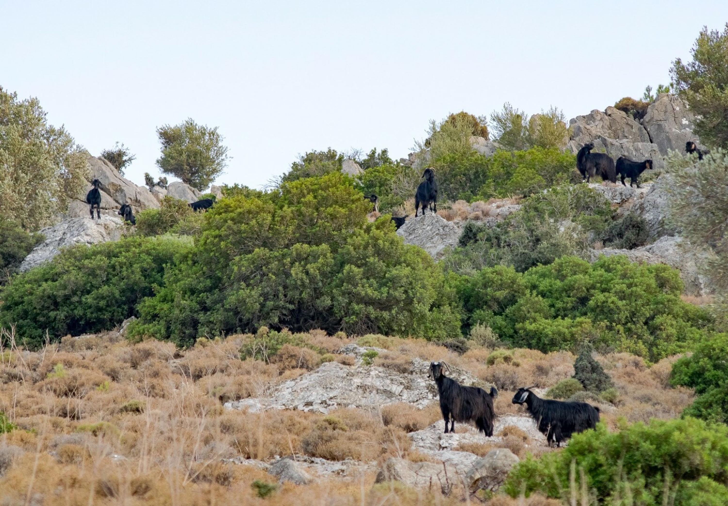 D A T C A D A M A V I D I L H A S T A L I G I K A R A N T I N A S 661865 196197