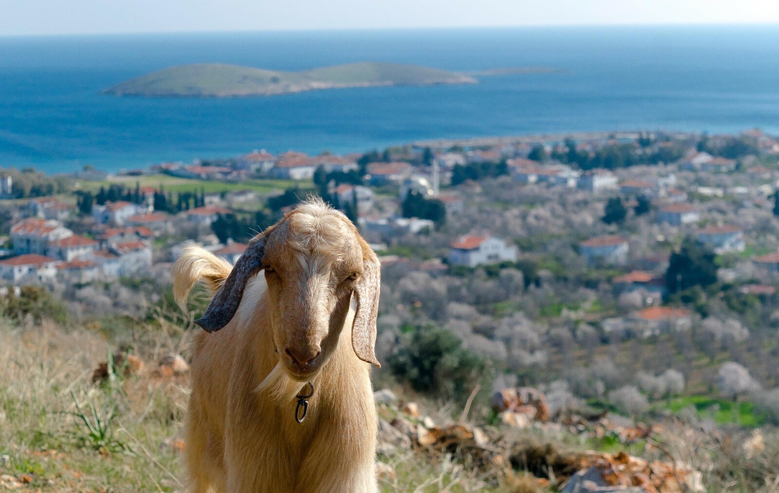 D A T C A D A M A V I D I L H A S T A L I G I K A R A N T I N A S 661866 196197