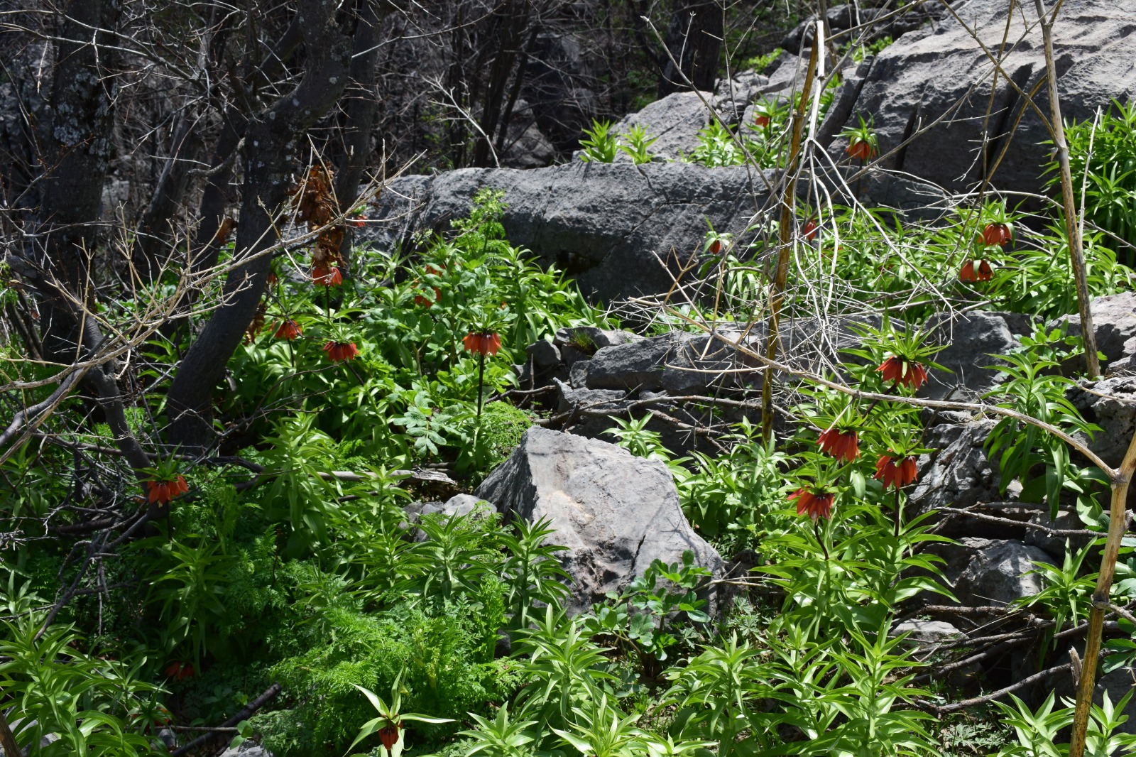 E N F A Z L A 1 A Y Y A S A Y A B I L E N T E R S L A L E L E R I 670314 198577