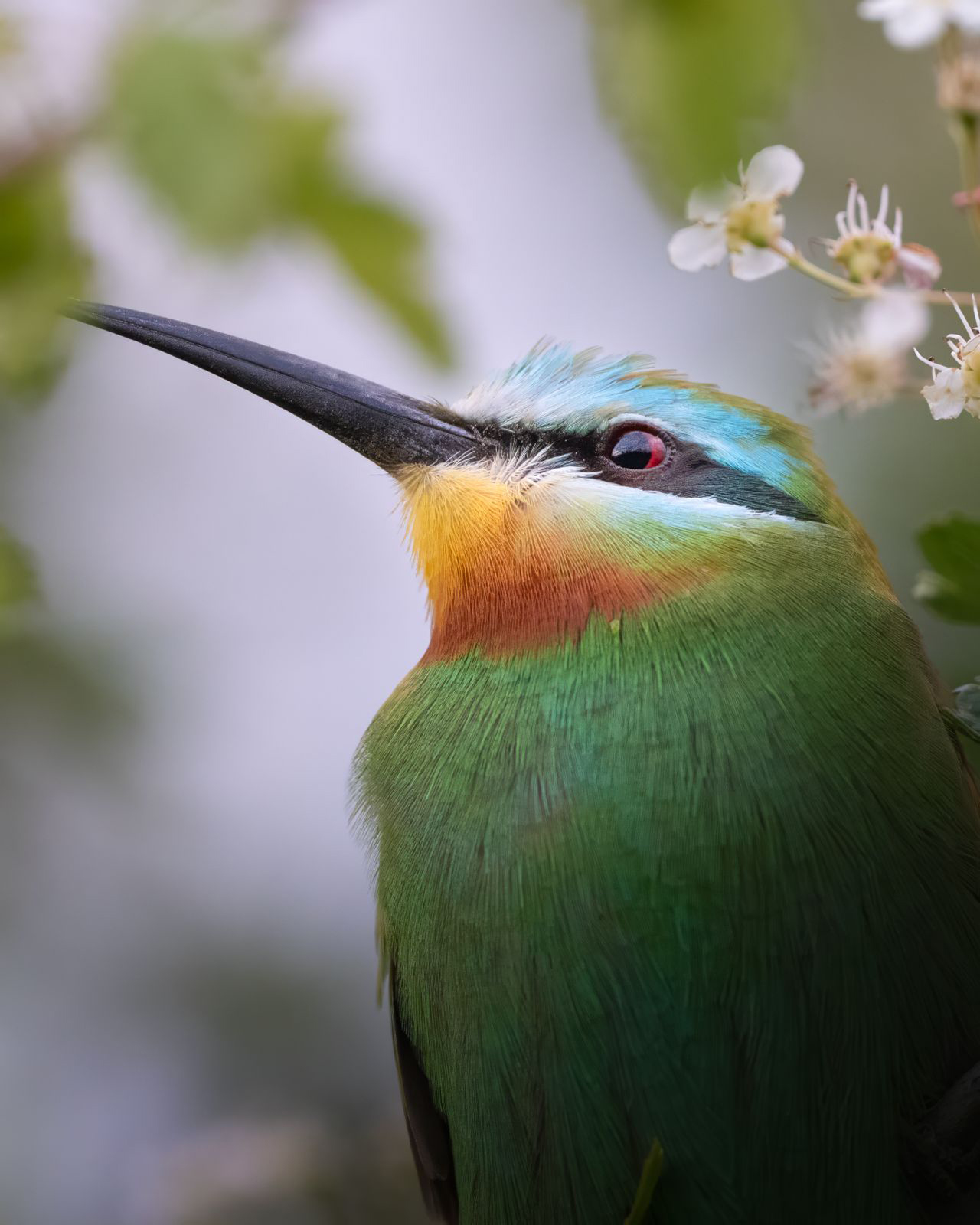 K U S G O Z L E M K A M P I N D A I K I S U R P R I Z 659661 195504