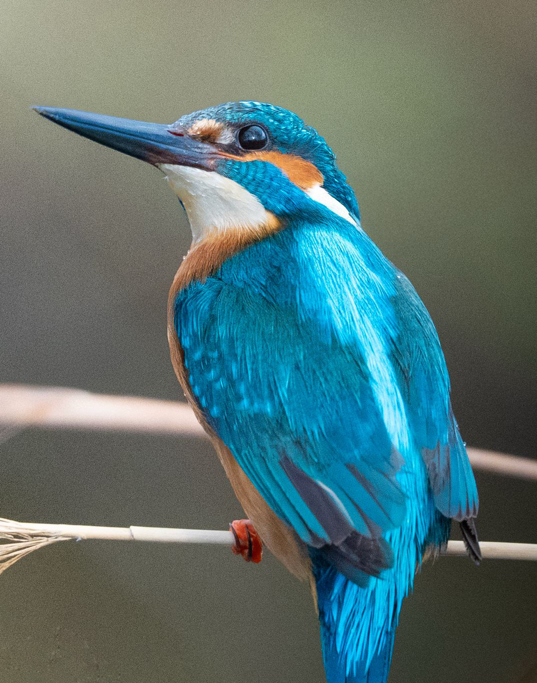 K U S G O Z L E M K A M P I N D A I K I S U R P R I Z 659665 195504