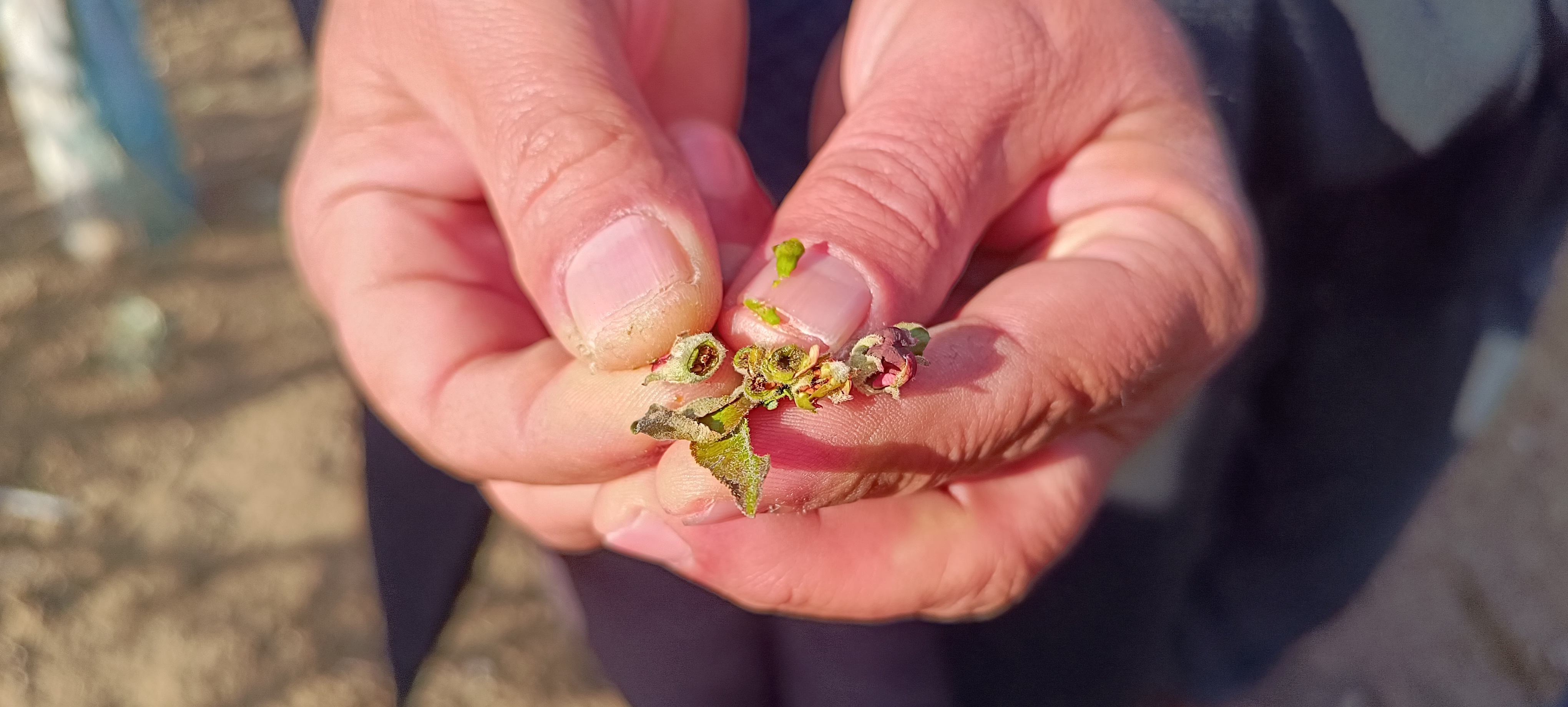 M E Y V E A G A C L A R I N I Z I R A I D O N V U R D U E L M A 659777 195534