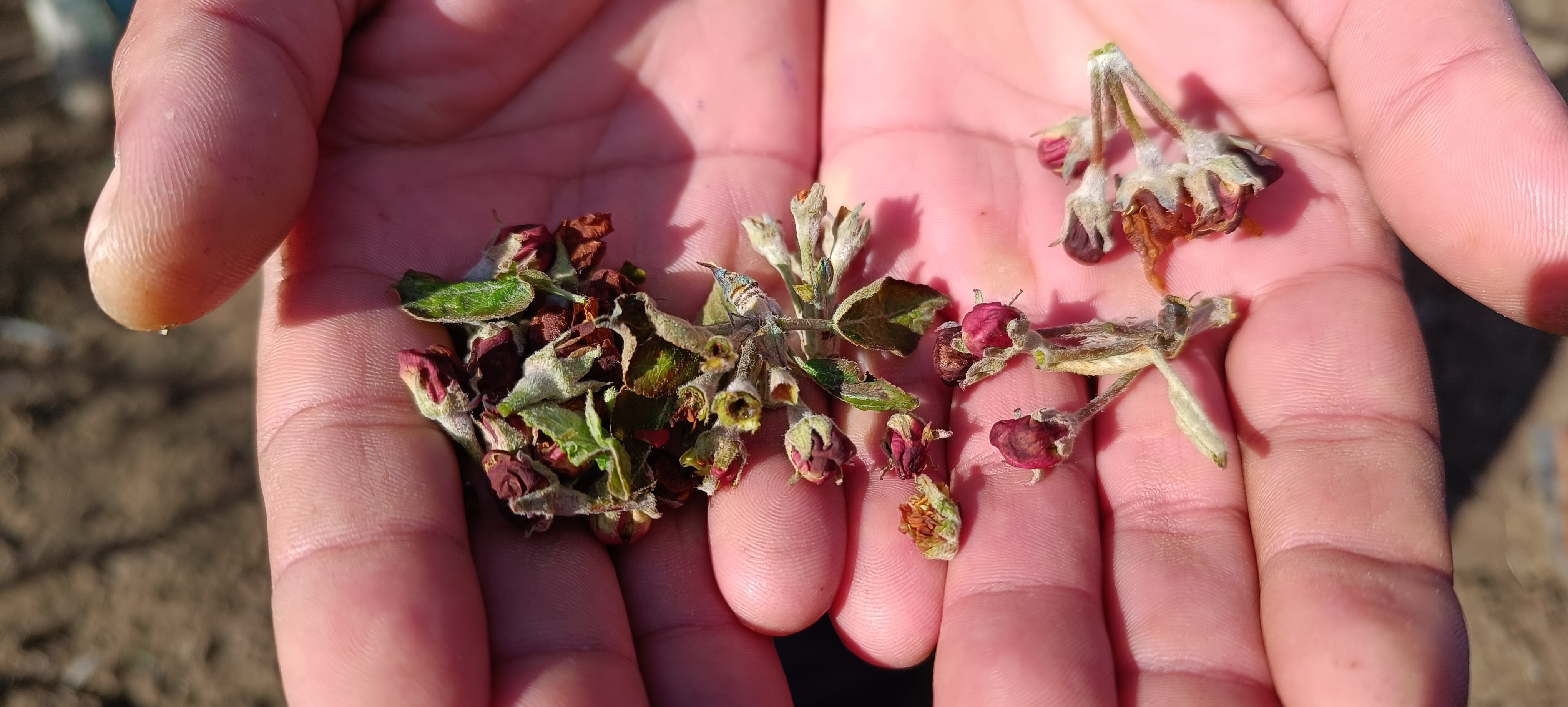 M E Y V E A G A C L A R I N I Z I R A I D O N V U R D U E L M A 659778 195534