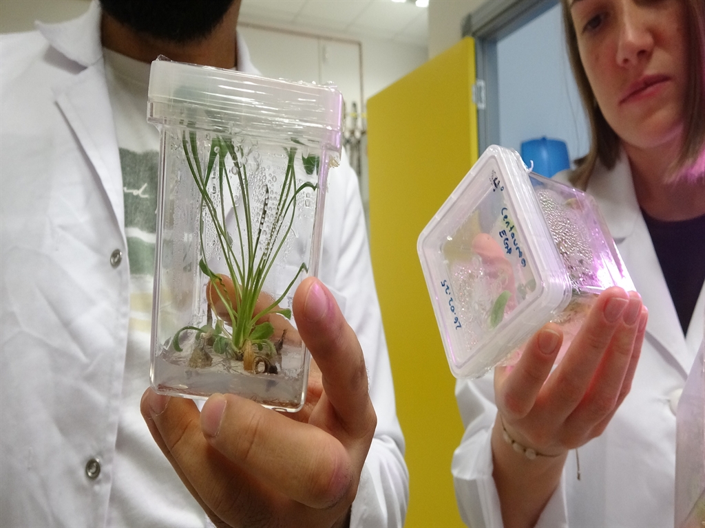 Nesli Tükenmekte Olan Bitkiler Laboratuvarda Yaşatılıyor
