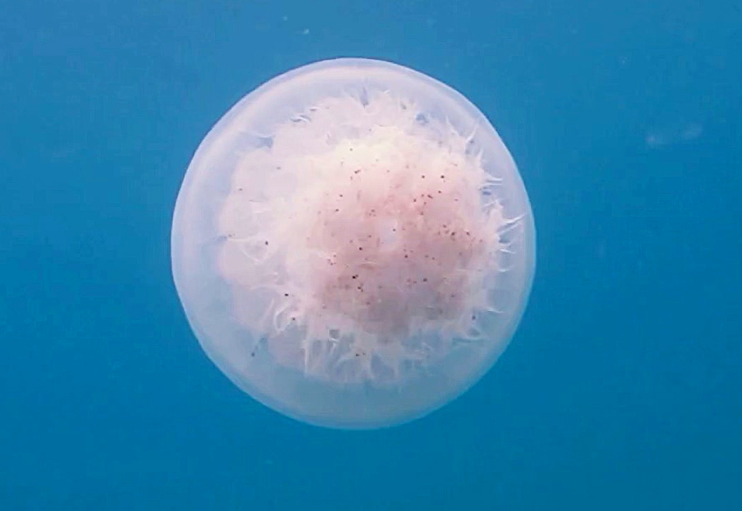 P R O F E S O R D E N D E N I Z A N A S I U Y A R I S I 663135 196593