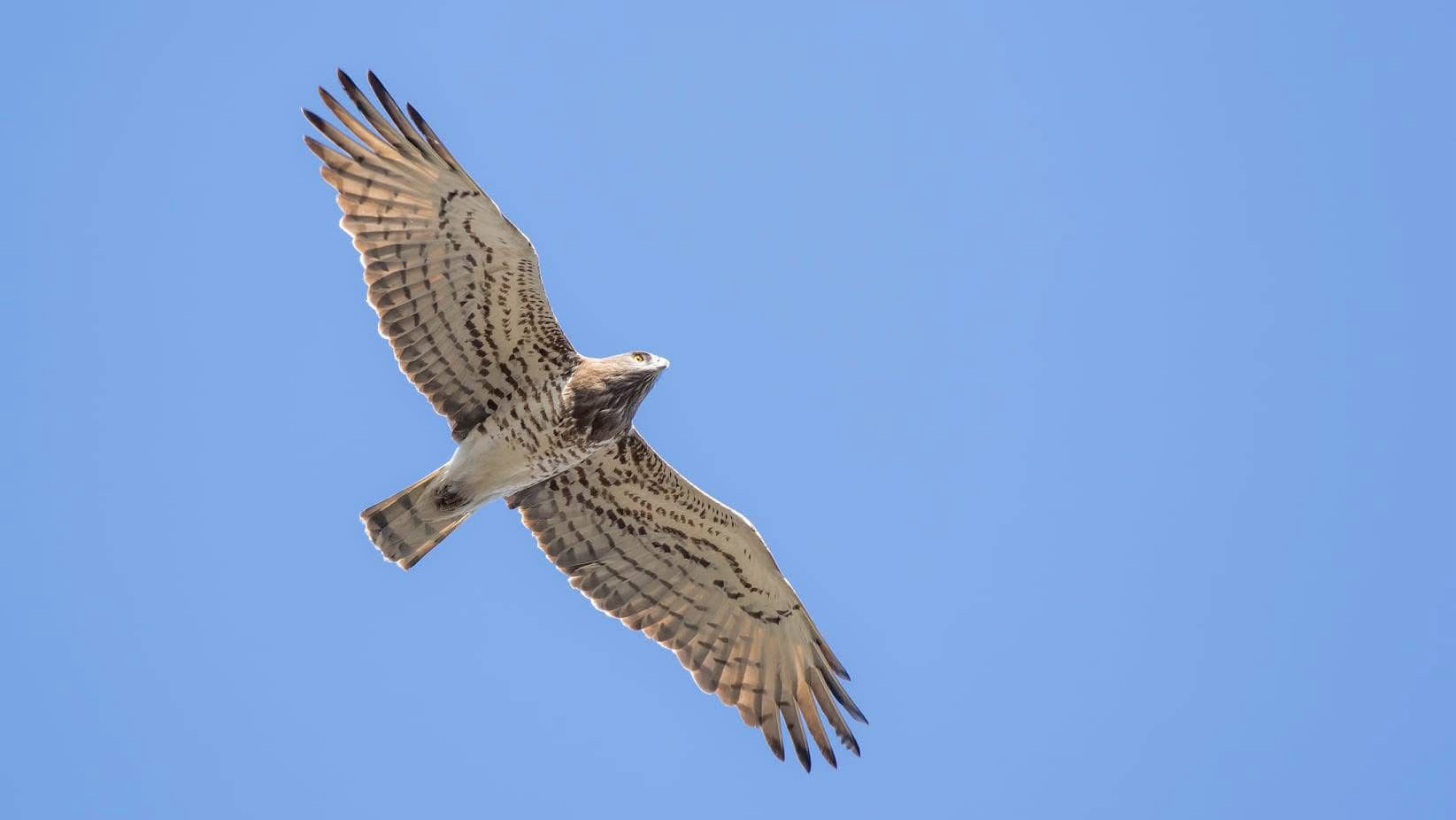 R I Z E’ D E K A F K A S L A R’ A G O C E D E N 12 K U S T U R U 664931 197162