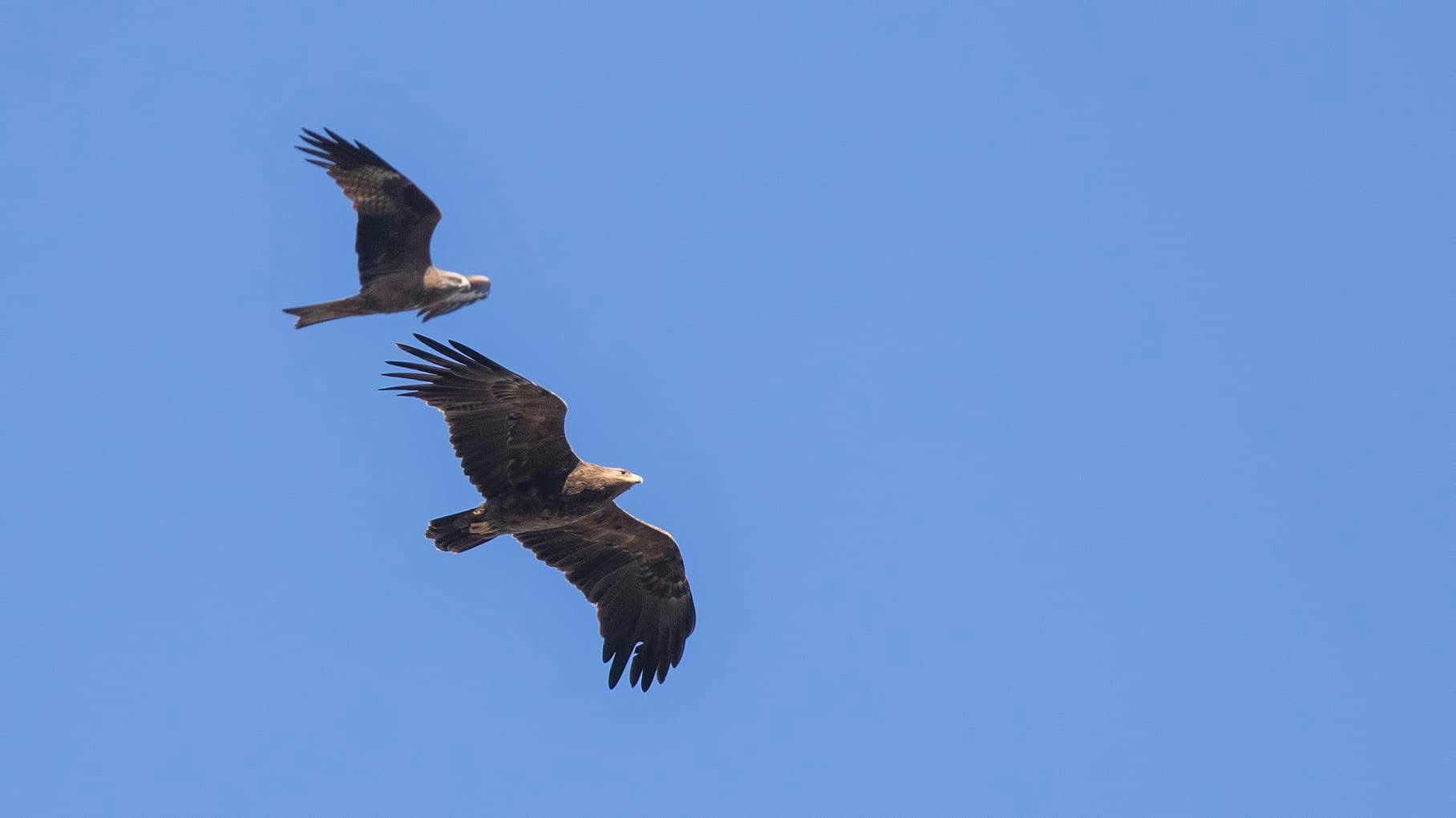 R I Z E’ D E K A F K A S L A R’ A G O C E D E N 12 K U S T U R U 664933 197162