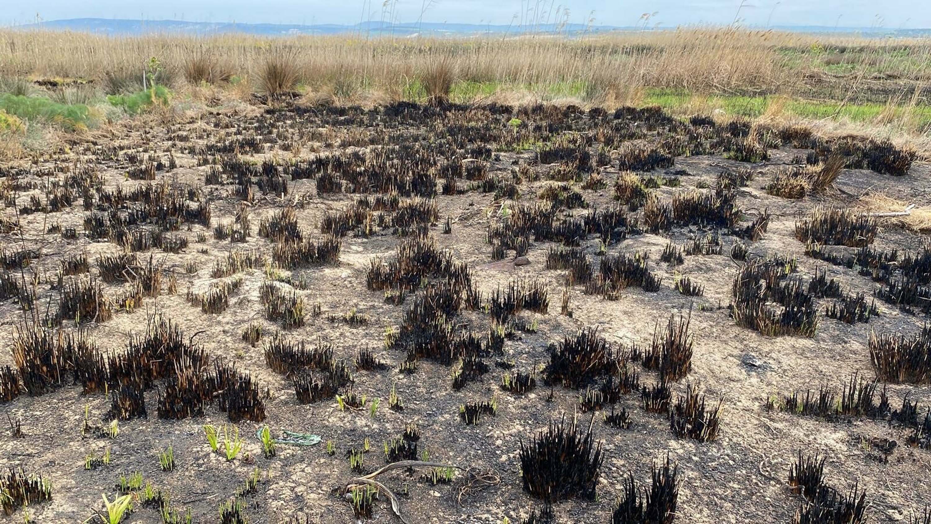 S A Z L I K Y A N G I N L A R I E K O S I S T E M E Z A R A R V E R I Y 665178 197236