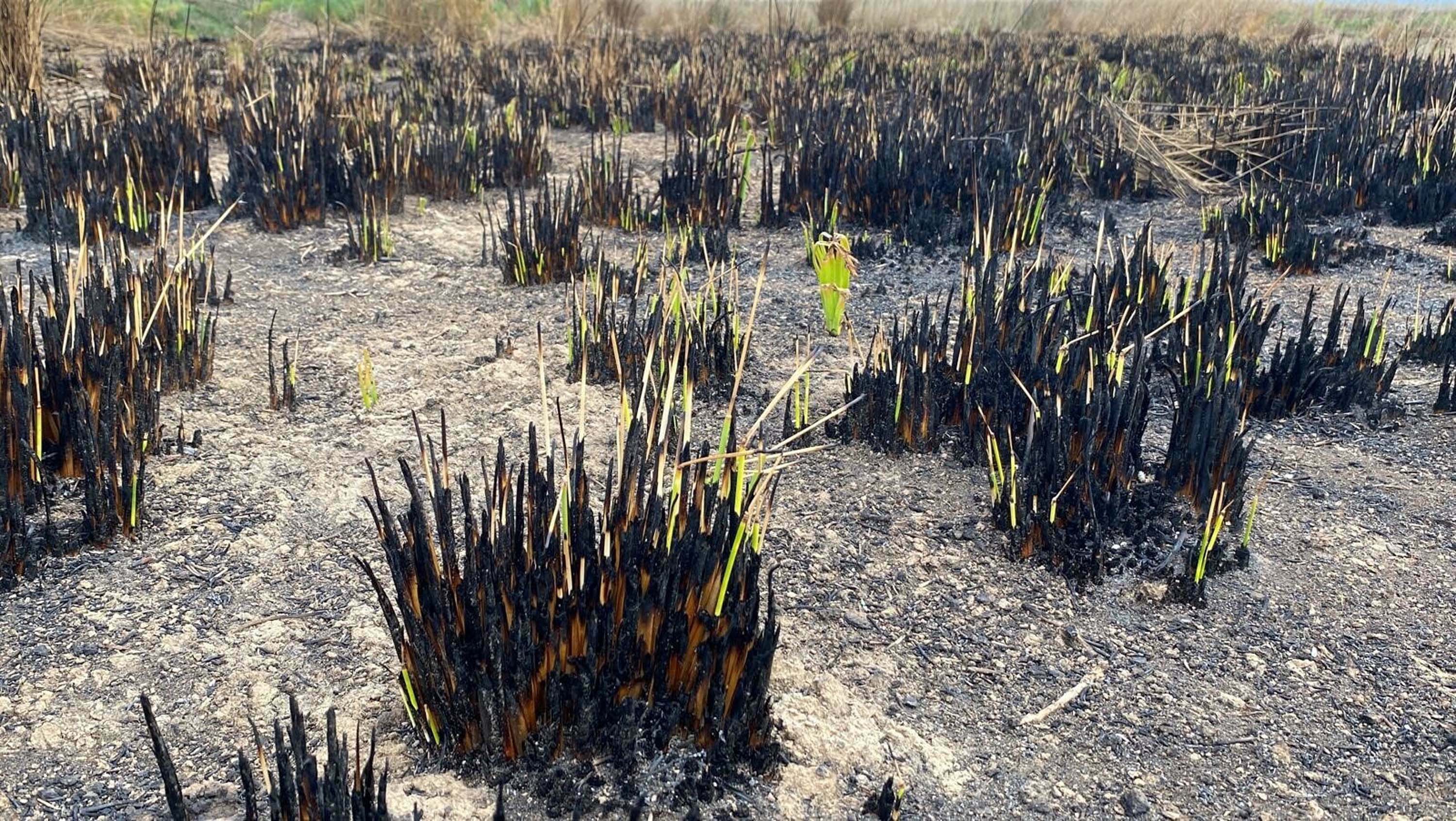 S A Z L I K Y A N G I N L A R I E K O S I S T E M E Z A R A R V E R I Y 665181 197236