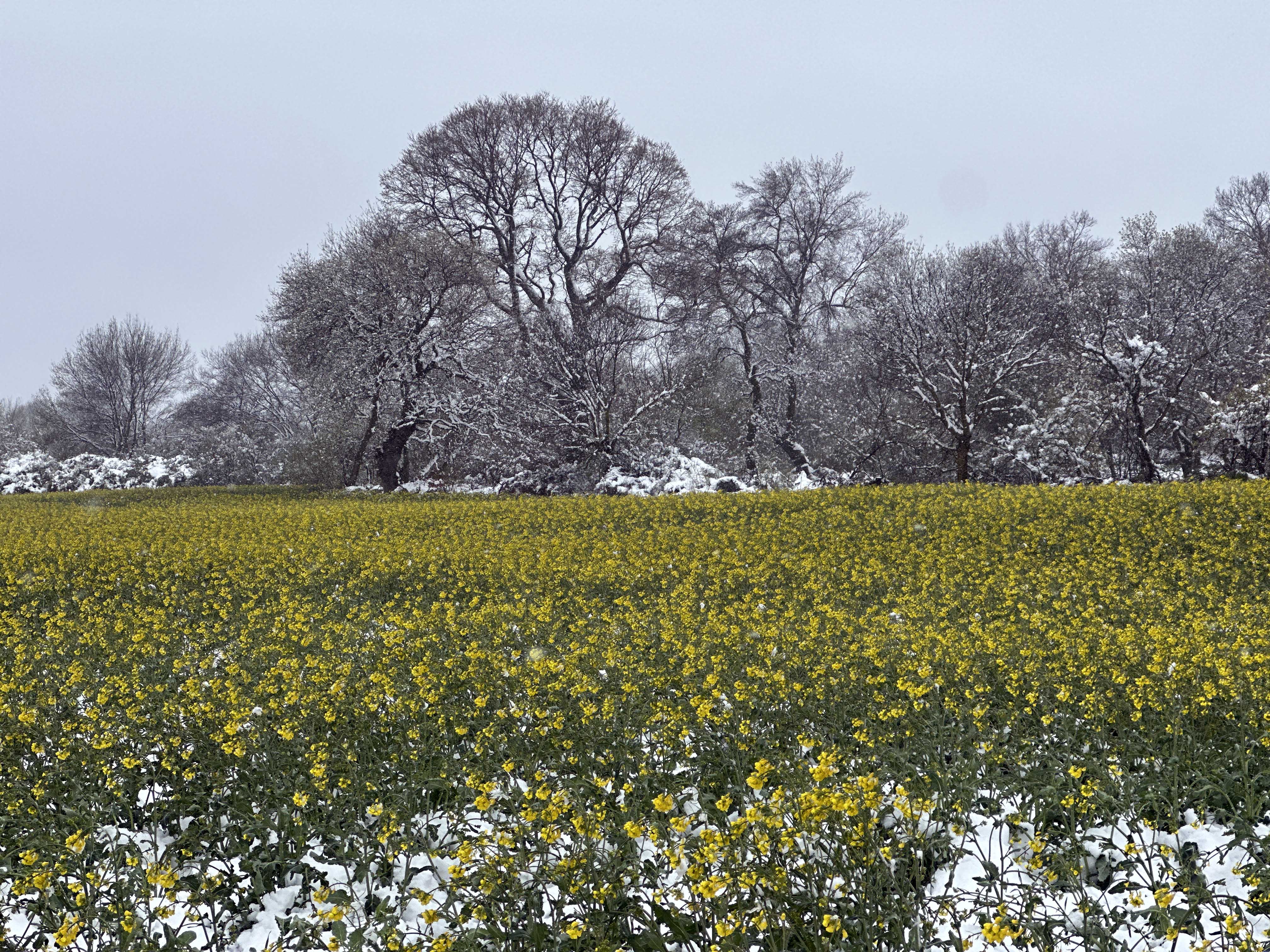 T R A K Y A N I N S A R I A L T I N C I C E G I K A N O L A T A 647093 191715