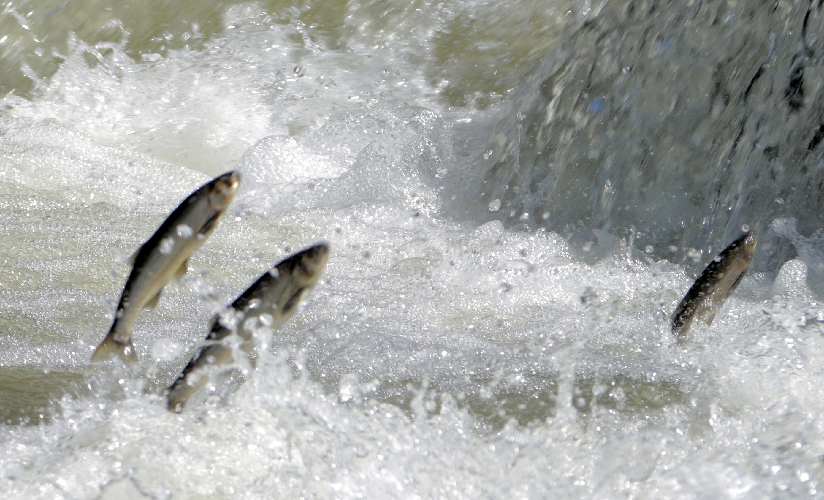 V A N G O L U N U N I N C I S I I C I N A V Y A S A G I B A S L A 659654 195500