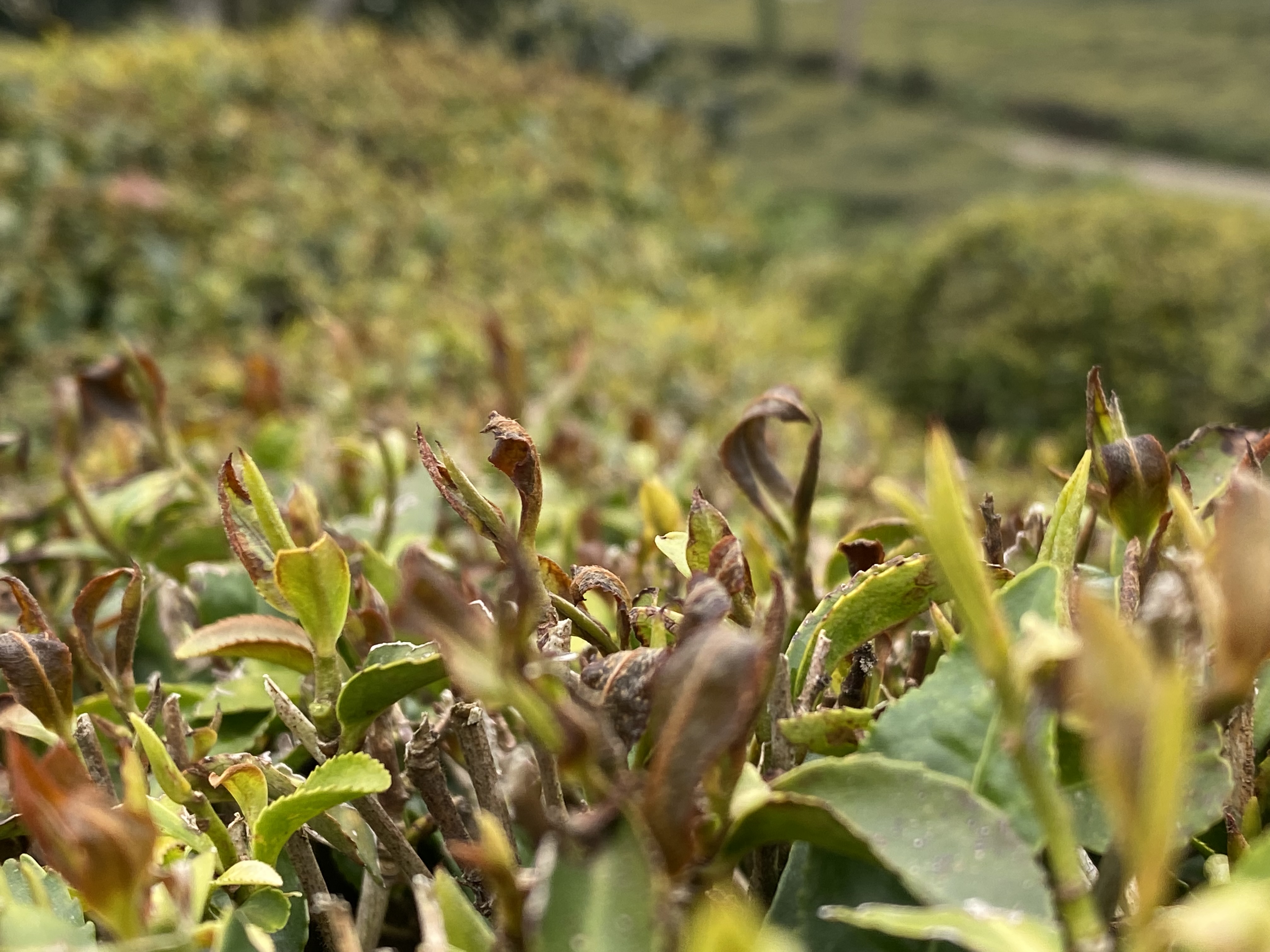 Z I R A I D O N C A Y I D A E T K I L E D I R E K O L T E D E Y U 662988 196552