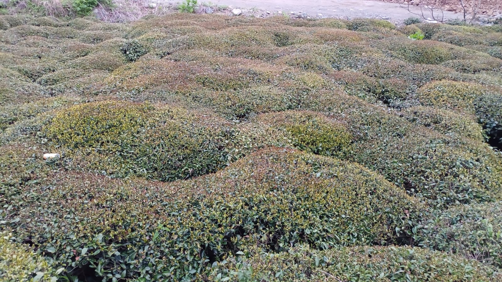 Z I R A I D O N C A Y I D A E T K I L E D I R E K O L T E D E Y U 662991 196552