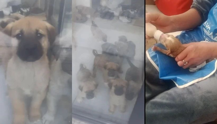 02Yavru Köpekleri Öldüren Doktor