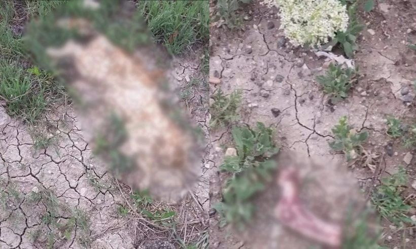 05Yavru Köpekleri Öldüren Doktor