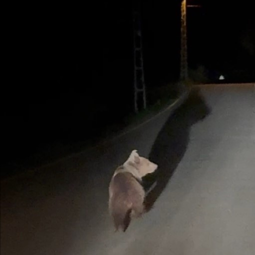 K O Y Y O L U N D A K O S A N A Y I K A M E R A D A 708921 209744