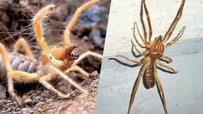 Sarı Kız Örümcek