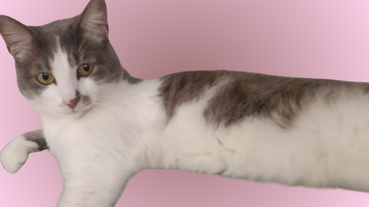 Kedi2