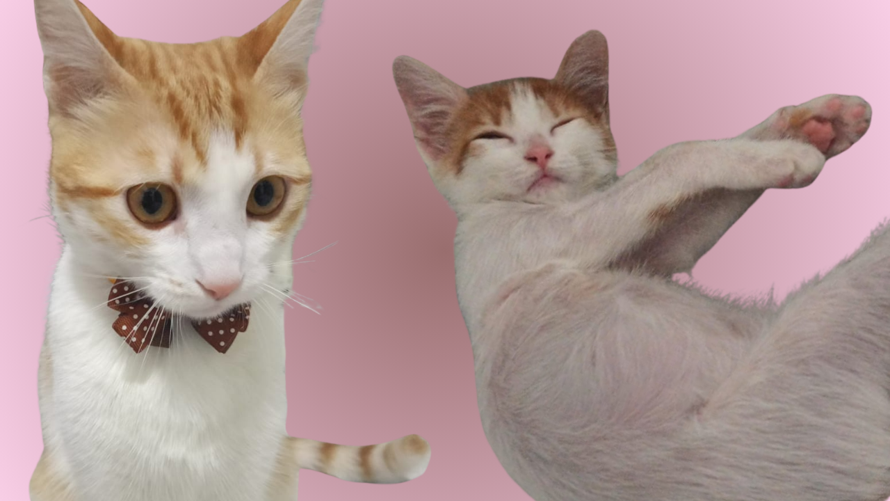 Kedi3