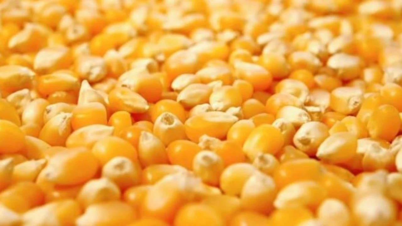 00000000Tatlımısır