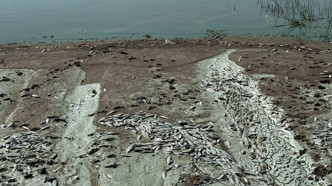 0000Korkutan Manzara! Kahramanmaraş’ta Gizemli Balık Ölümleri