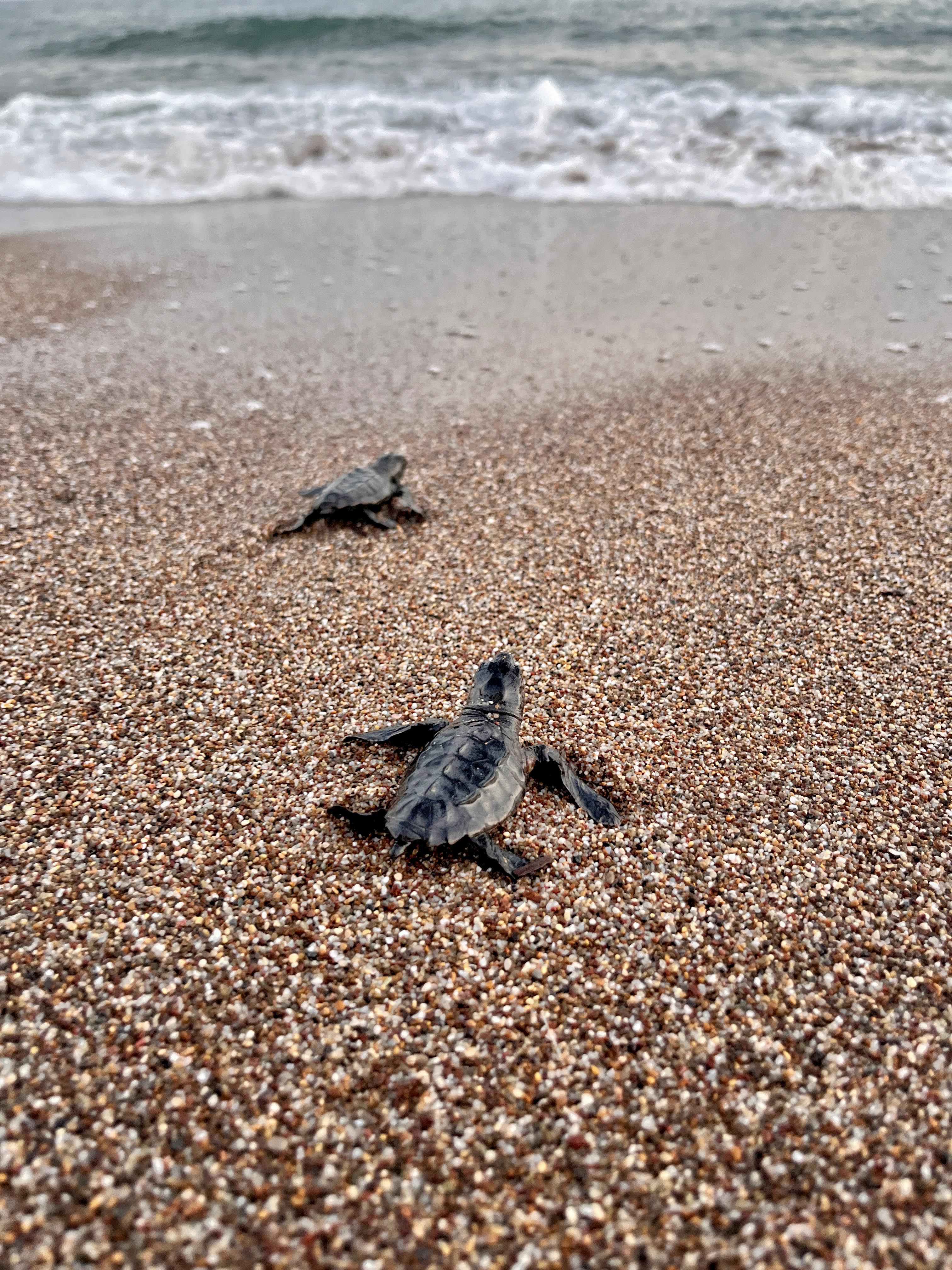 A N T A L Y A D A Y A R I M M I L Y O N A Y A K I N C A R E T T A Y 1083834 321682