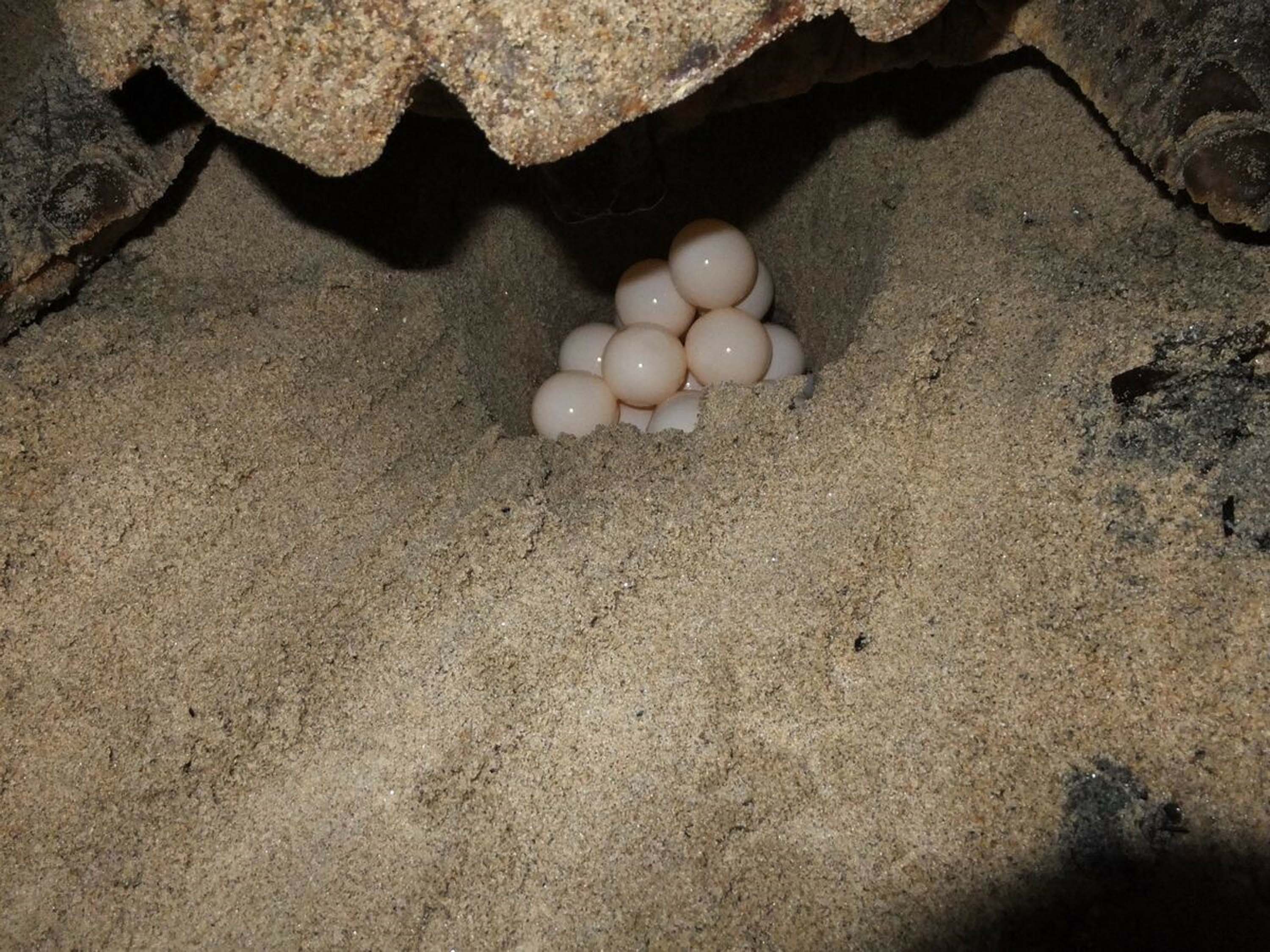 A Y D I N V E I Z M I R D E 457 C A R E T T A C A R E T T A Y A 1087932 322935