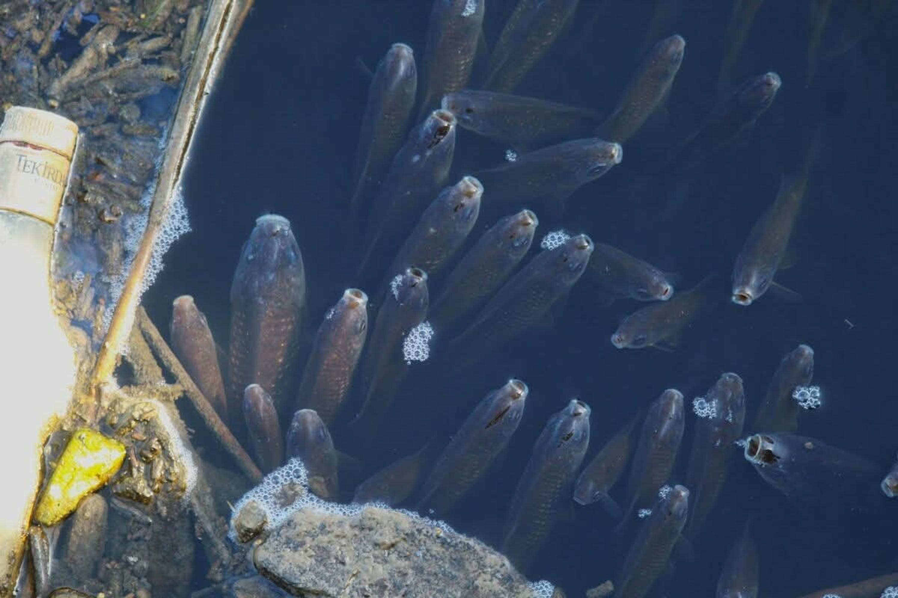 B U Y U K M E N D E R E S N E H R I K I R L I L I K N E D E N I Y L E 1084621 321917