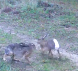 E D I R N E D E Y A B A N T A V S A N L A R I F O T O P A K A N A Y A 1072514 318261