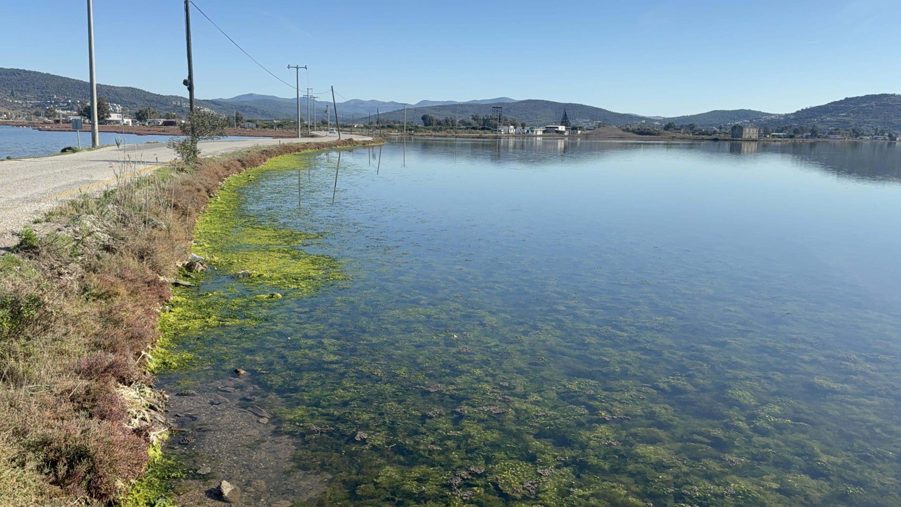 F L A M I N G O L A R A E V S A H I P L I G I Y A P A N T U Z L A S U 1043915 309801