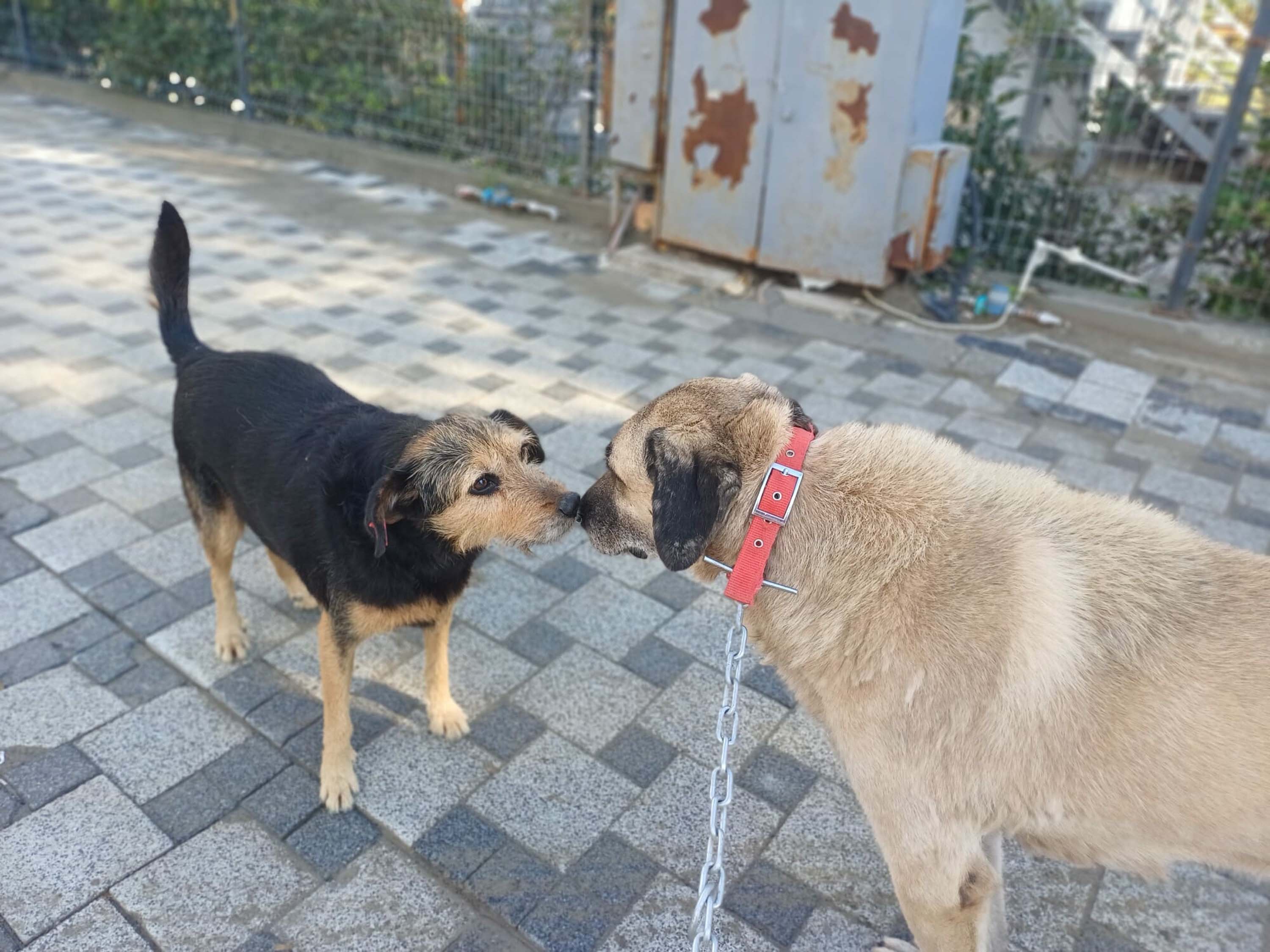 H A Y V A N S E V E R L E R D E N C A N D O S T L A R I S A H I P L E N 1046717 310600