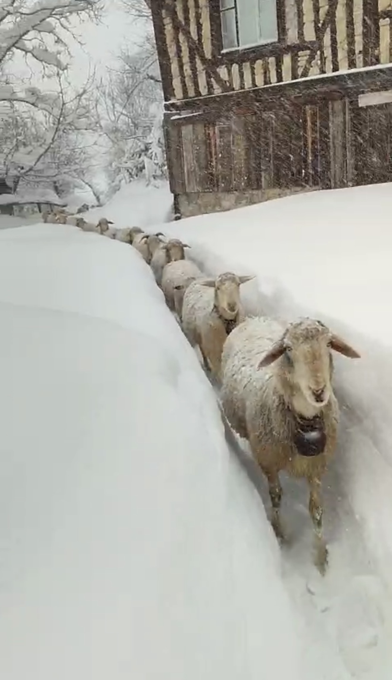 K A R A B U K T E K A R K A L I N L I G I 75 S A N T I M E T R E Y E 1088154 322999