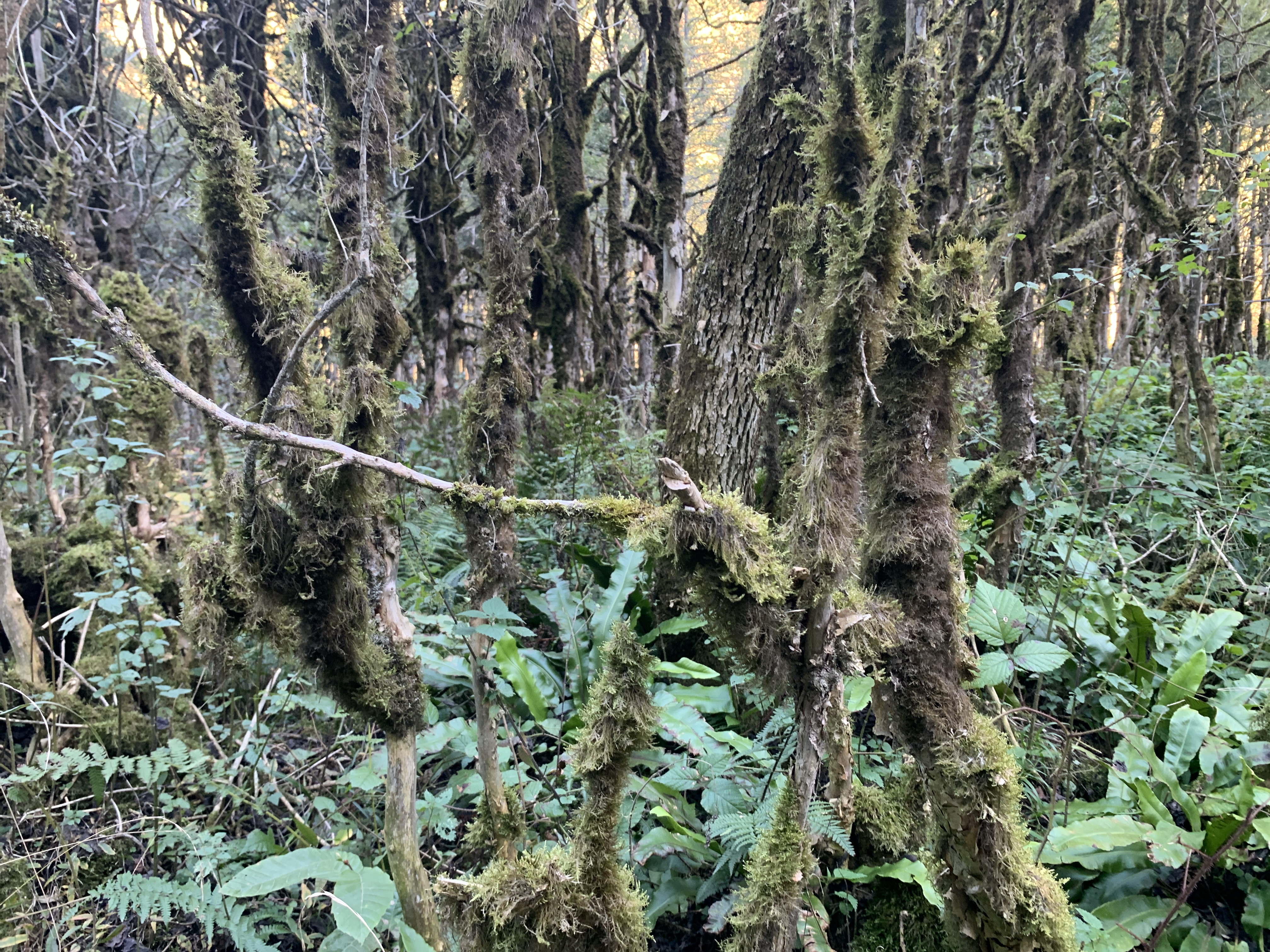 K A R A D E N I Z D E Y A G I S D E G I S I M I A L A R M I O R M A 1057211 313739