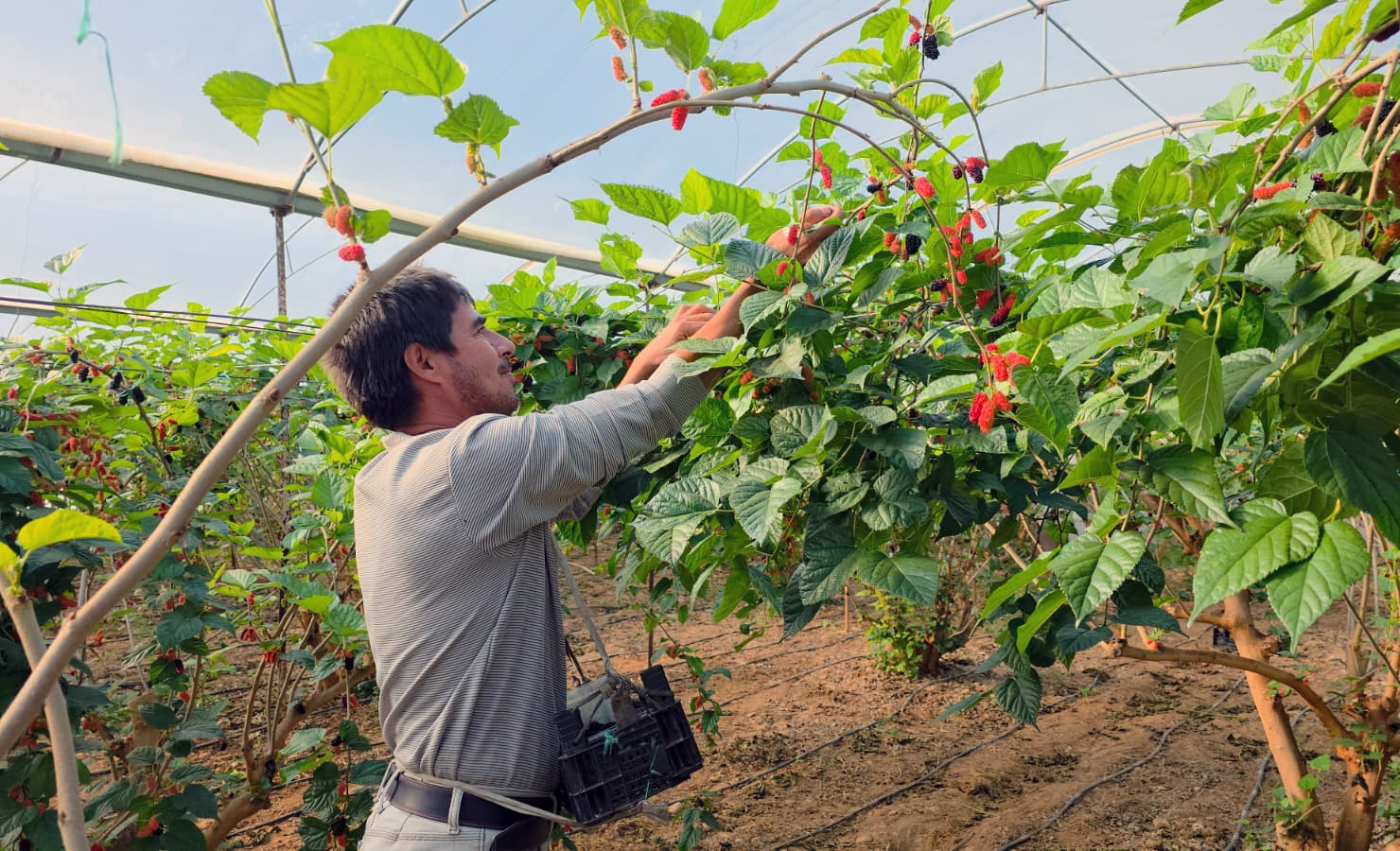 K A R A D U T F I Y A T I Y L A Y U Z G U L D U R D U 1081506 321000