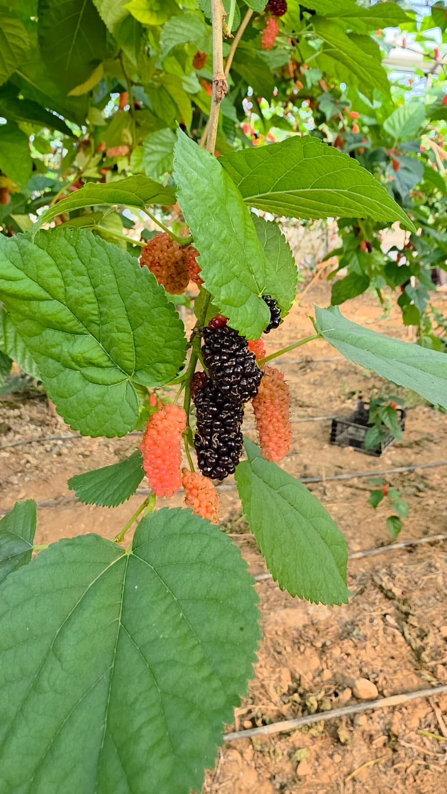 K A R A D U T F I Y A T I Y L A Y U Z G U L D U R D U 1081508 321000