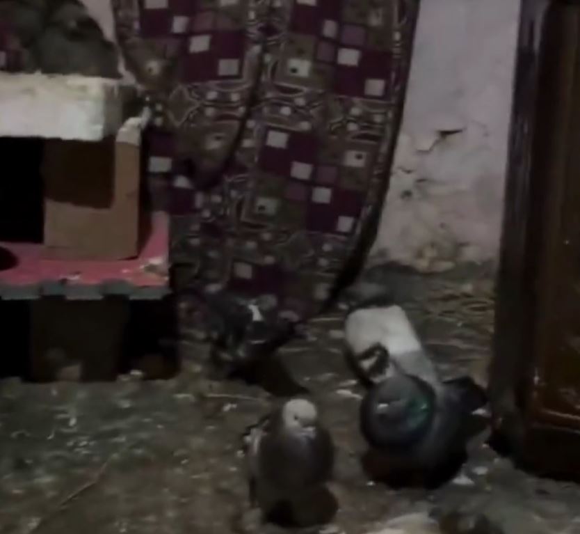 K U M E S T E N K U R T A R I L A N S U R I Y E L I 3 K A R D E S E P 1050780 311822