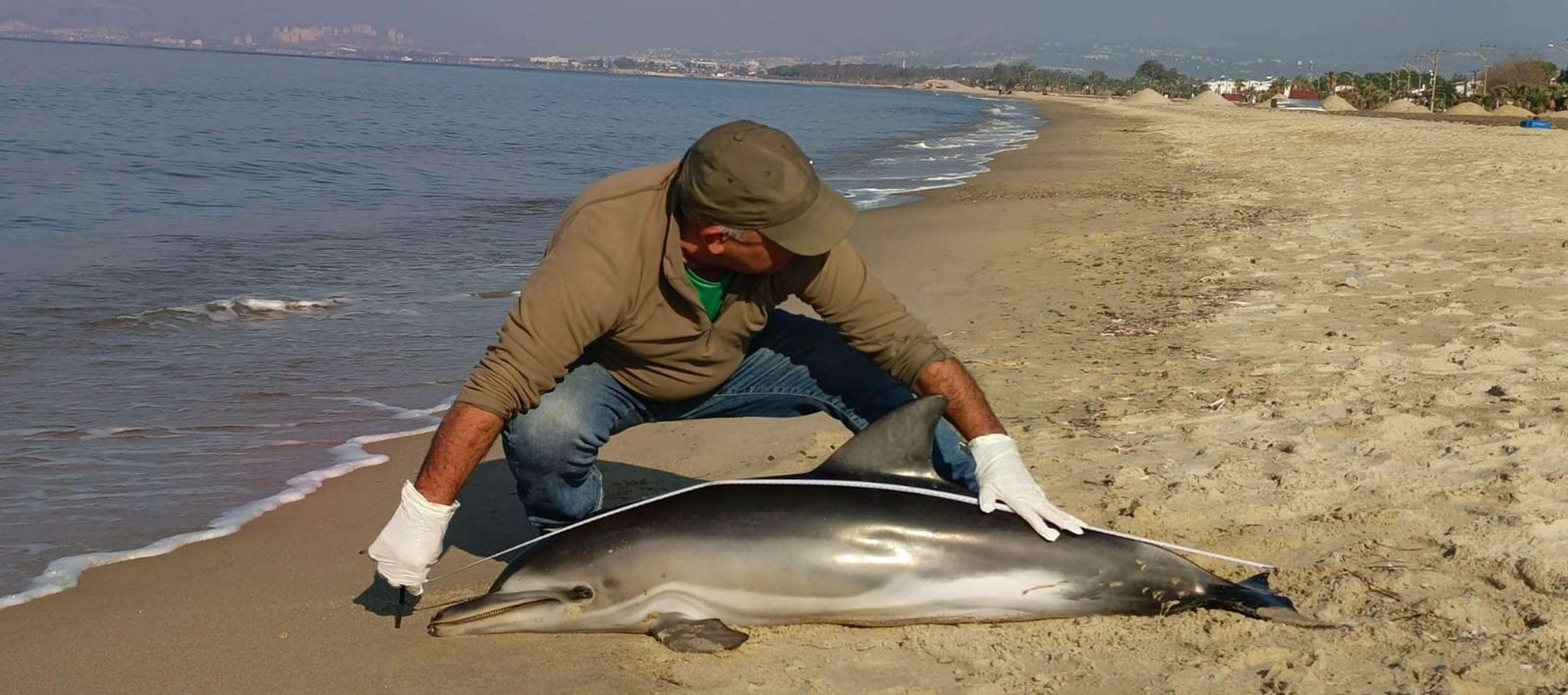 K U S A D A S I N D A S A H I L E O L U Y U N U S V U R D U 1077002 319543